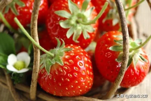 小众突变草莓类型有哪些？匹配热门需求的高收益种植全攻略