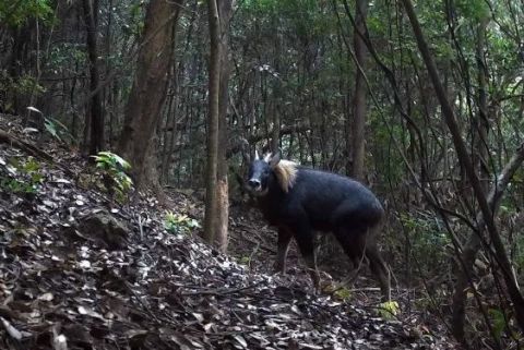 游客夜爬华山偶遇“神兽” 官方确认系国家二级保护动物中华鬣羚