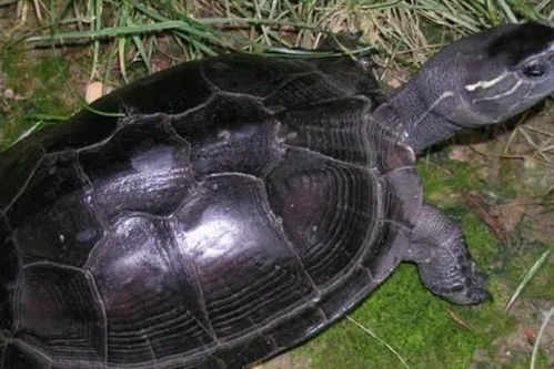 "乌龟大户"全红婵迎19岁生日！世界泳联等齐送祝福