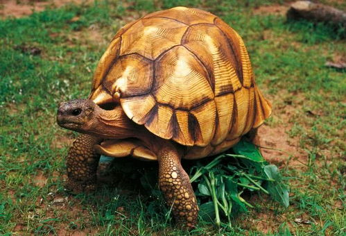 濒危级安哥洛卡龟饲养指南，合法资质、辨伪技巧、养护细节全掌握