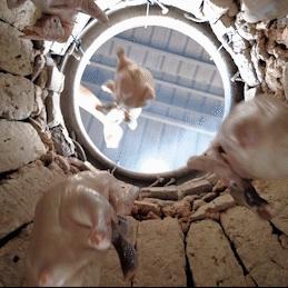 鸭鸭全知道怎么用才高效？职场/学习/生活的10个精准落地技巧