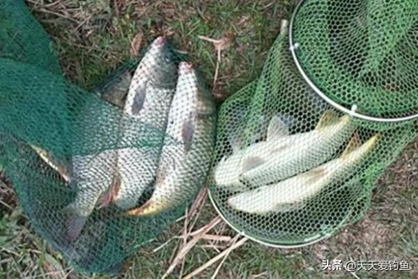 春季野钓怎么爆护？鲫鱼、鲤鱼、翘嘴精准钓法+实战案例全攻略
