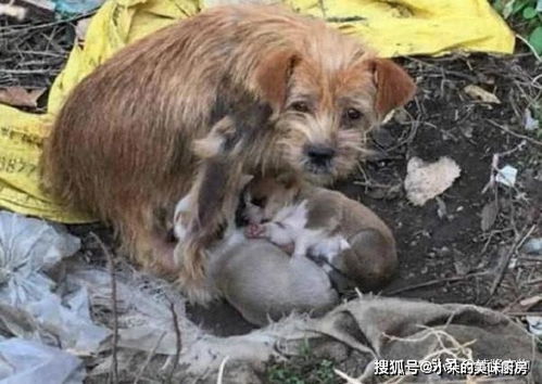 白天捡垃圾、晚上守家的多人肉鸽！《佩布尔骑士》发售信息公布！