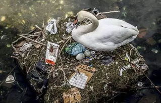 白天捡垃圾、晚上守家的多人肉鸽！《佩布尔骑士》发售信息公布！