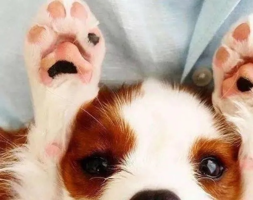 罗技商店页面惊现“狗爪”！骂玩家是狗还有连招？