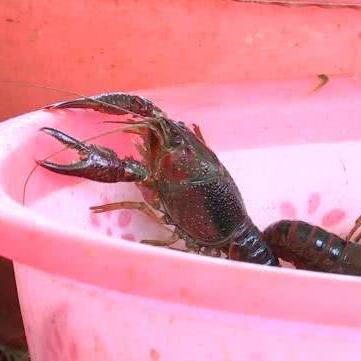 内存条价格遭遇断崖式下跌 囤货商恐慌抛售离场