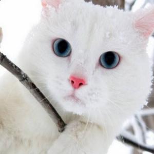 PS第一方网游获IGN9分!射击天花板 受苦也沉迷