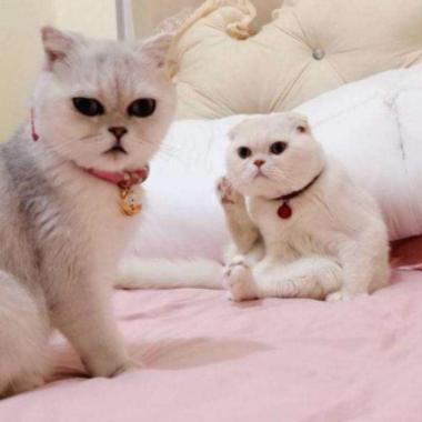 PS第一方网游获IGN9分!射击天花板 受苦也沉迷