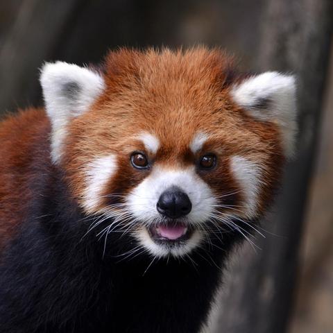 《浣熊推币机》今日正式上线！首周82折优惠，快来感受爽快又混乱的推币机乐趣吧！