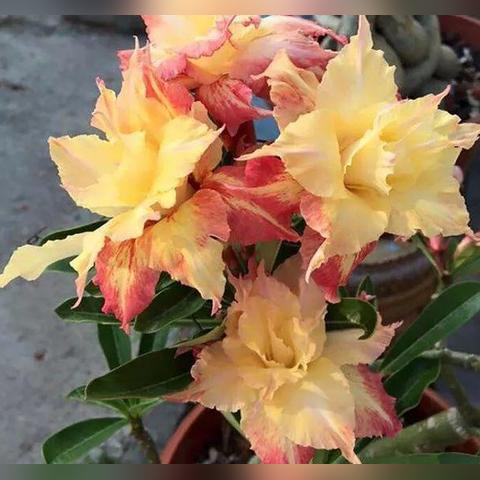 《红色沙漠》全球累计销量达到400万份