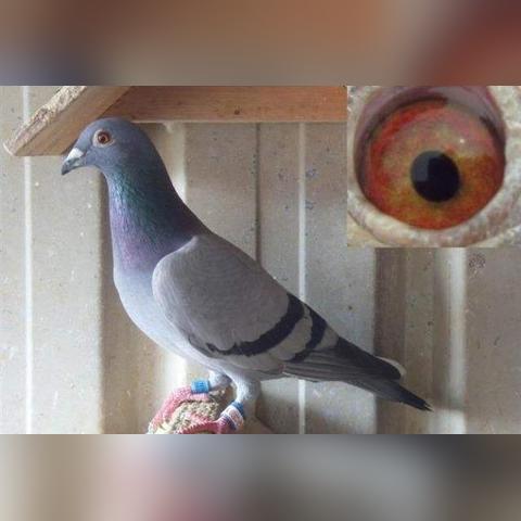 暗黑血统2怎么加点？三大核心流派细分+热门需求实战适配攻略