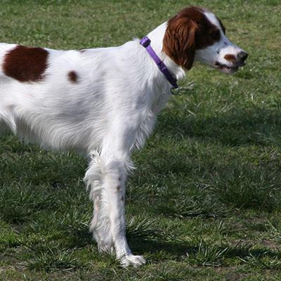 快乐家族代言游戏全解析，从休闲到仙侠，零氪玩家如何精准选品+避坑？