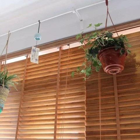 植物大战僵尸疯狂版怎么通关？新手避坑、无尽刷分、特殊僵尸应对全攻略