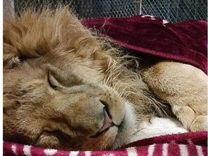 狮子汪宝宝怎么玩？2026最新稀有萌宠获取、养成、社交展示全指南