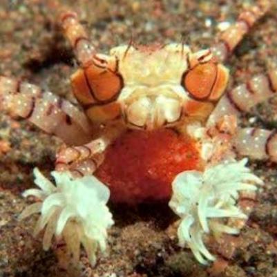 镰蟹钳分哪几种？匹配热门狩猎需求，打造专属毕业级配装指南