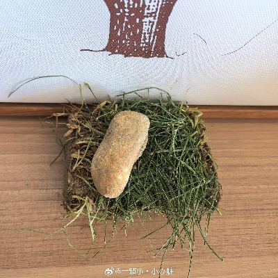 韩国年轻人疯迷的冷门治愈玩法，养石头从入门到高阶的实操指南