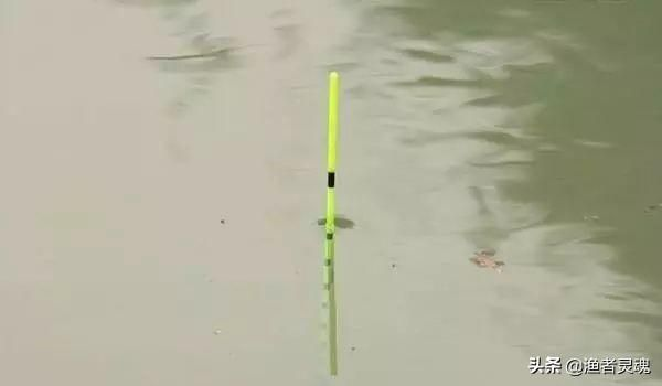浮标钓鱼从入门到精通，类型拆解+调漂绝技，野钓黑坑精准上鱼？