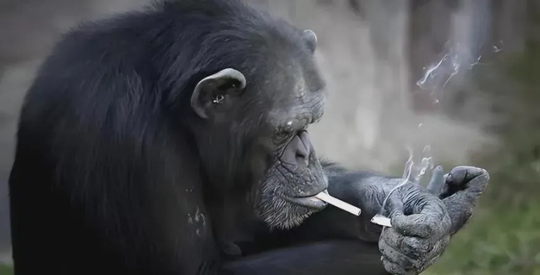 猩猩抽烟引全网热议，动物园如何回应？舆情公关+动物福利全攻略